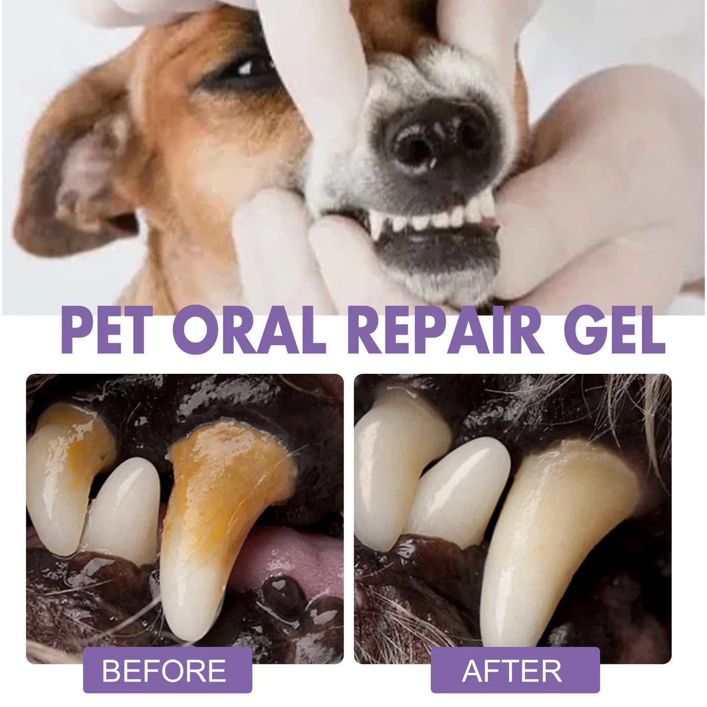 Pet Oral Tartar Removal