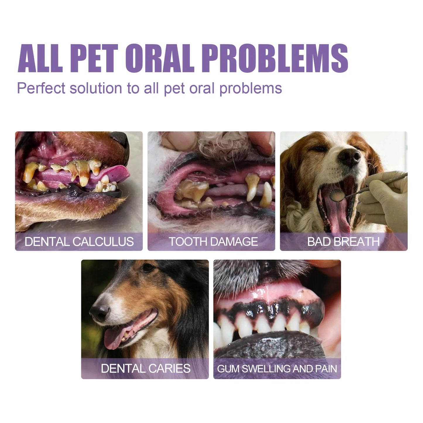 Pet Oral Tartar Removal